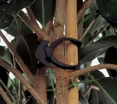 Vyvázání mladého stromku k opěrnému kůlu pomocí gumičky s kotvičkou